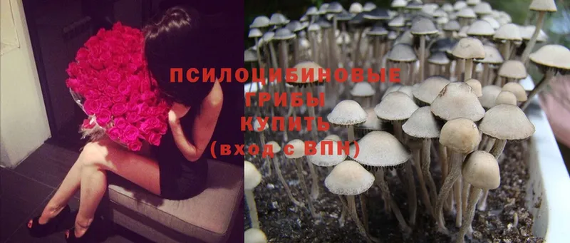 Галлюциногенные грибы Psilocybine cubensis  Элиста 